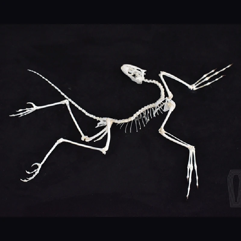 2120 Decoração de Parede Artís - Fossil Replica Display avaliação e preço