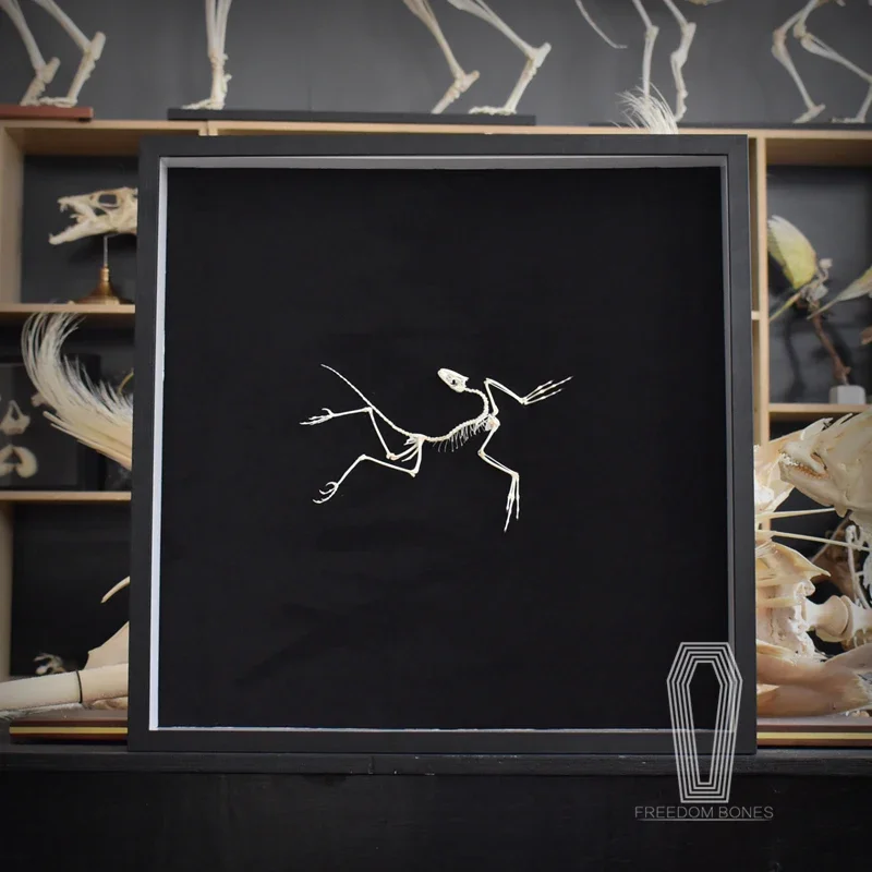 2120 Decoração de Parede Artís - Fossil Replica Display avaliação e preço