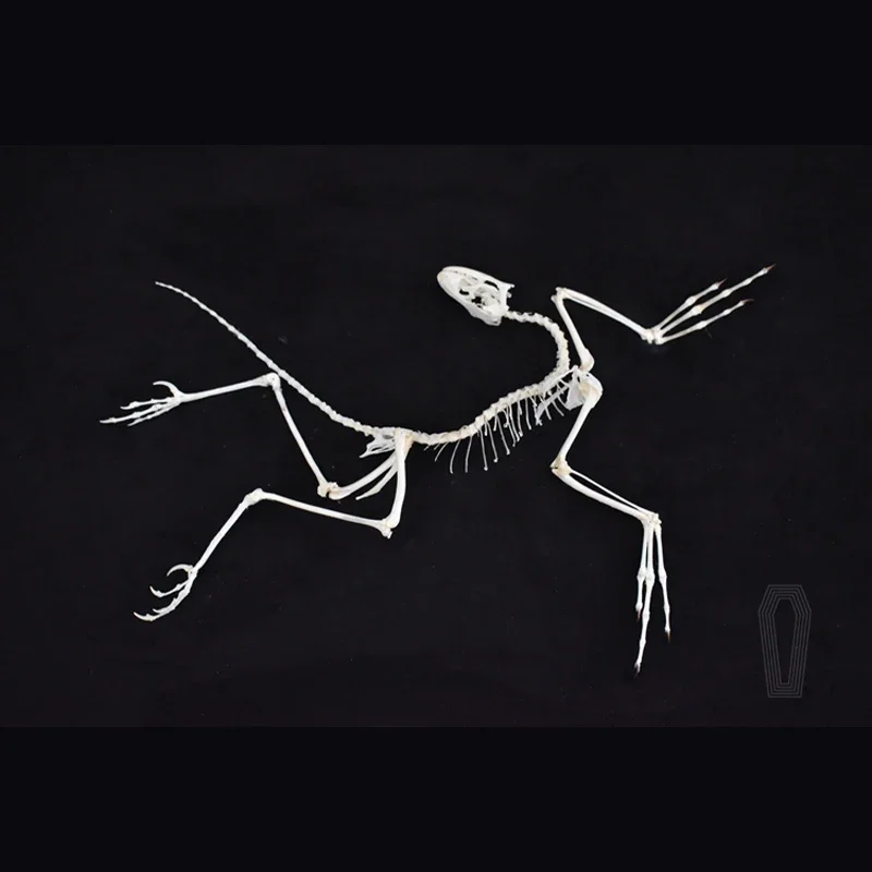 2120 Decoração de Parede Artís - Fossil Replica Display avaliação e preço