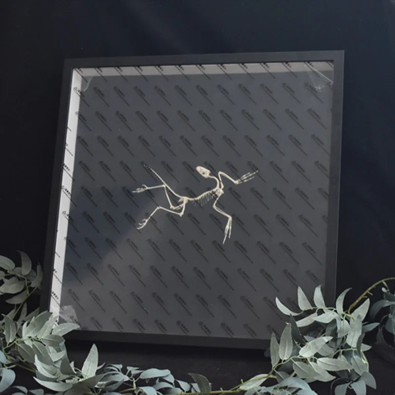 2120 Decoração de Parede Artís - Fossil Replica Display avaliação e preço